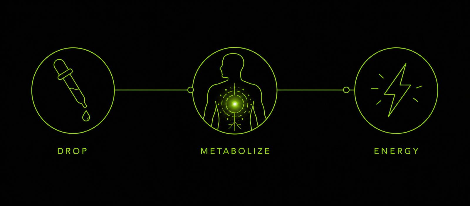 Three-step diagram: drop, metabolize, energy